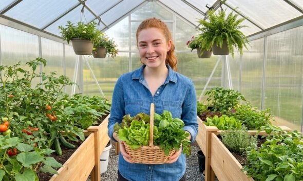 Thriving vegetables and herbs growing inside a beginner greenhouse kit