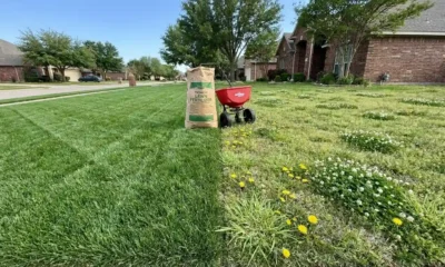 Best lawn fertilizer for weeds comparison showing healthy weed-free grass next to a weedy lawn patch