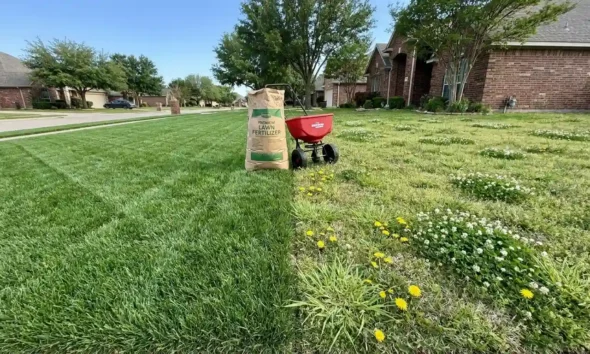Best lawn fertilizer for weeds comparison showing healthy weed-free grass next to a weedy lawn patch